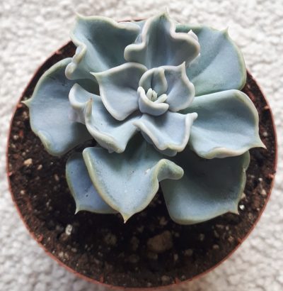 Echeveria thriller pearl - Зображення 2