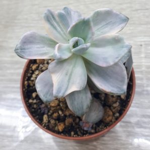 Echeveria mrs. Richards