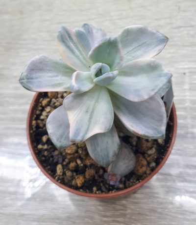 Echeveria mrs. Richards