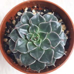 Graptopetalum bellum