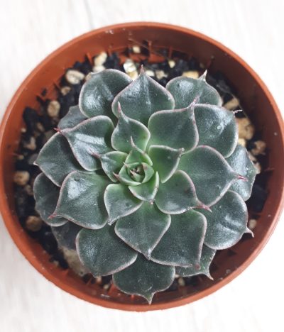 Graptopetalum bellum