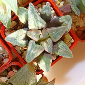 Haworthia Badia Gintennyo