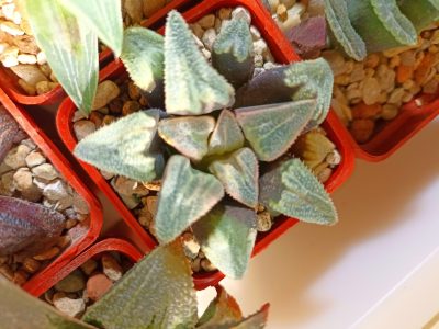 Haworthia Badia Gintennyo