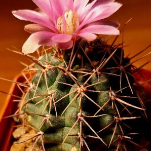 №32 Gymnocalycium neuhuberi VS 7