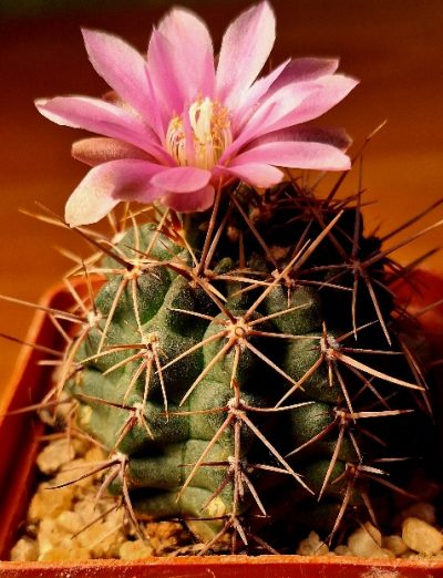 №32 Gymnocalycium neuhuberi VS 7