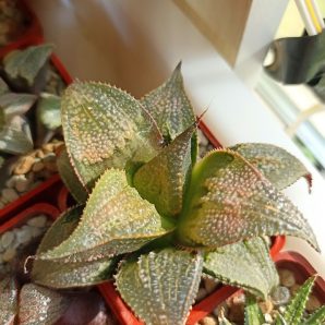 Haworthia Badia Yuzuki