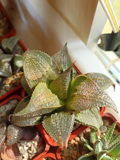 Haworthia Badia Yuzuki