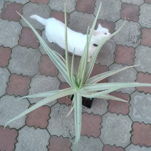 Aloe vera variegata. НЕпоширений культивар. дітка н/у