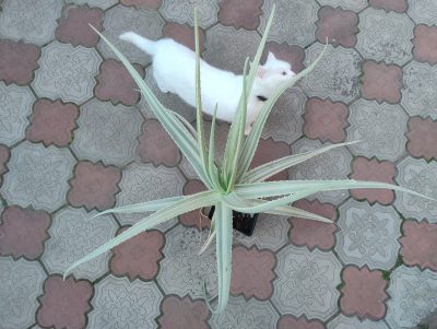 Aloe vera variegata. НЕпоширений культивар. дітка н/у
