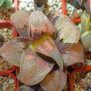 Haworthia Badia Yuzuki
