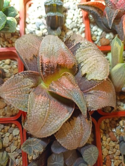 Haworthia Badia Yuzuki - Зображення 2