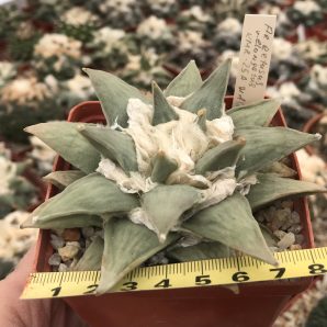 Ariocarpus retusus