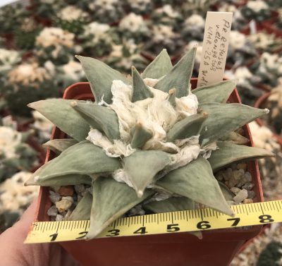 Ariocarpus retusus