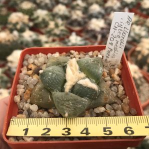 Ariocarpus lloydii