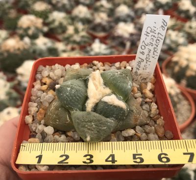 Ariocarpus lloydii