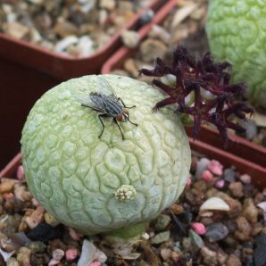 Насіння Pseudolithos migiurtinus