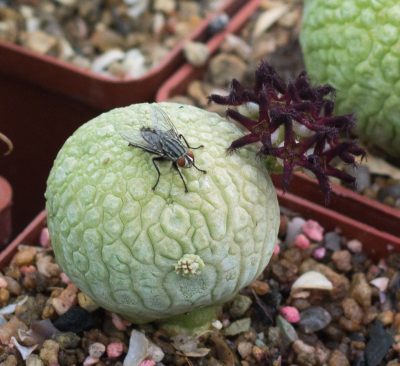 Насіння Pseudolithos migiurtinus