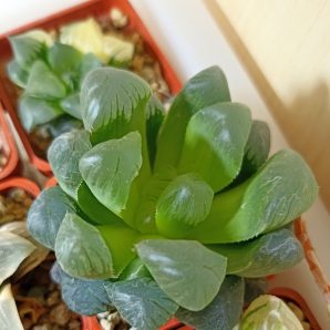 Haworthia Obtusa Big