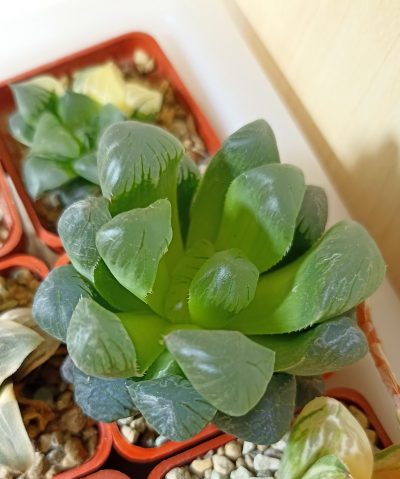 Haworthia Obtusa Big