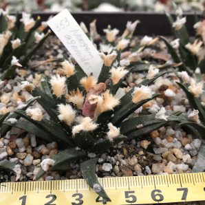 Ariocarpus agavoides