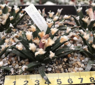 Ariocarpus agavoides