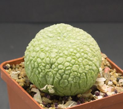 Насіння Pseudolithos migiurtinus - Зображення 2