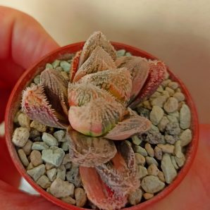 Haworthia Keganii X Cooperi var. Venusta Variegated