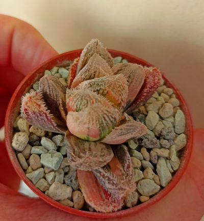 Haworthia Keganii X Cooperi var. Venusta Variegated