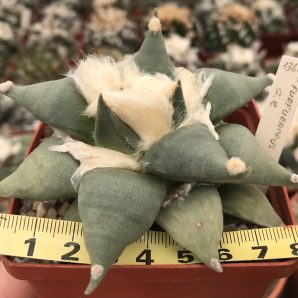 Ariocarpus retusus