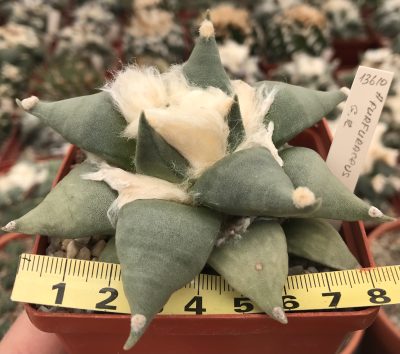 Ariocarpus retusus