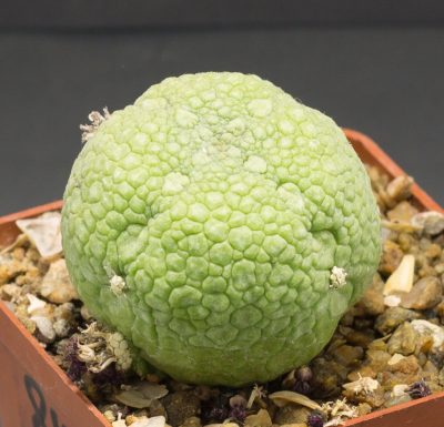 Насіння Pseudolithos migiurtinus - Зображення 3