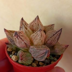 Haworthia Sweet Kiss