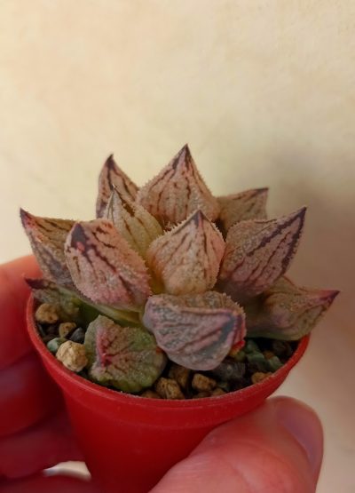 Haworthia Sweet Kiss