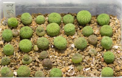 Насіння Pseudolithos migiurtinus - Зображення 4
