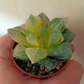 Haworthia Red Flame Variegated