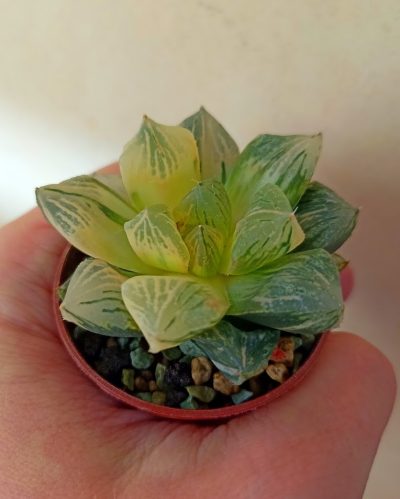 Haworthia Red Flame Variegated