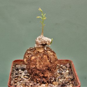 adenia-aff.-stenodactula-madibira-tanzania-4