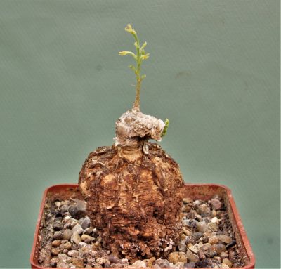 adenia-aff.-stenodactula-madibira-tanzania-4