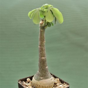 adenia-glauca-2