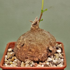 adenia-goetzei-leaf-malawi-to-tanzania