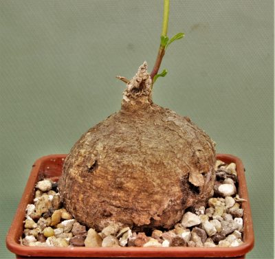 adenia-goetzei-leaf-malawi-to-tanzania