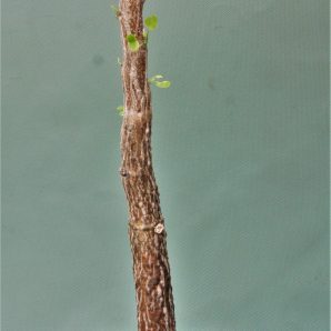 adenia-olaboensis.-madagascar-2