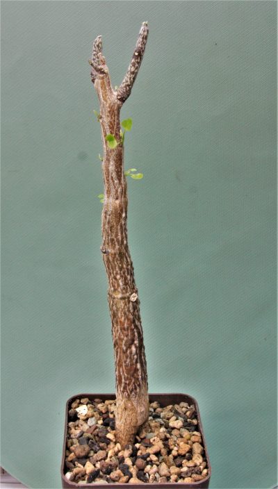 adenia-olaboensis.-madagascar-2