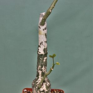 adenia-stulosa-red-leaf.-akarana-madagascar-1