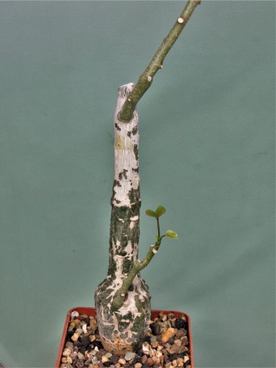 adenia-stulosa-red-leaf.-akarana-madagascar-1