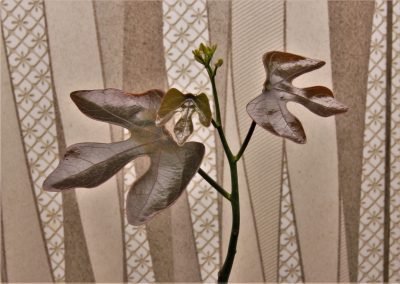 adenia-stulosa-red-leaf.-akarana-madagascar-2 - Зображення 2