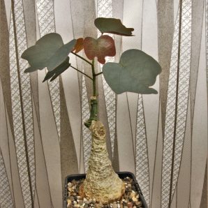 adenia-stulosa-red-leaf.-akarana-madagascar-4