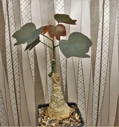 adenia-stulosa-red-leaf.-akarana-madagascar-4
