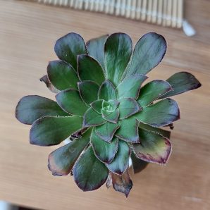 Aeonium holochrysum
