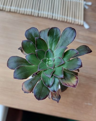Aeonium holochrysum